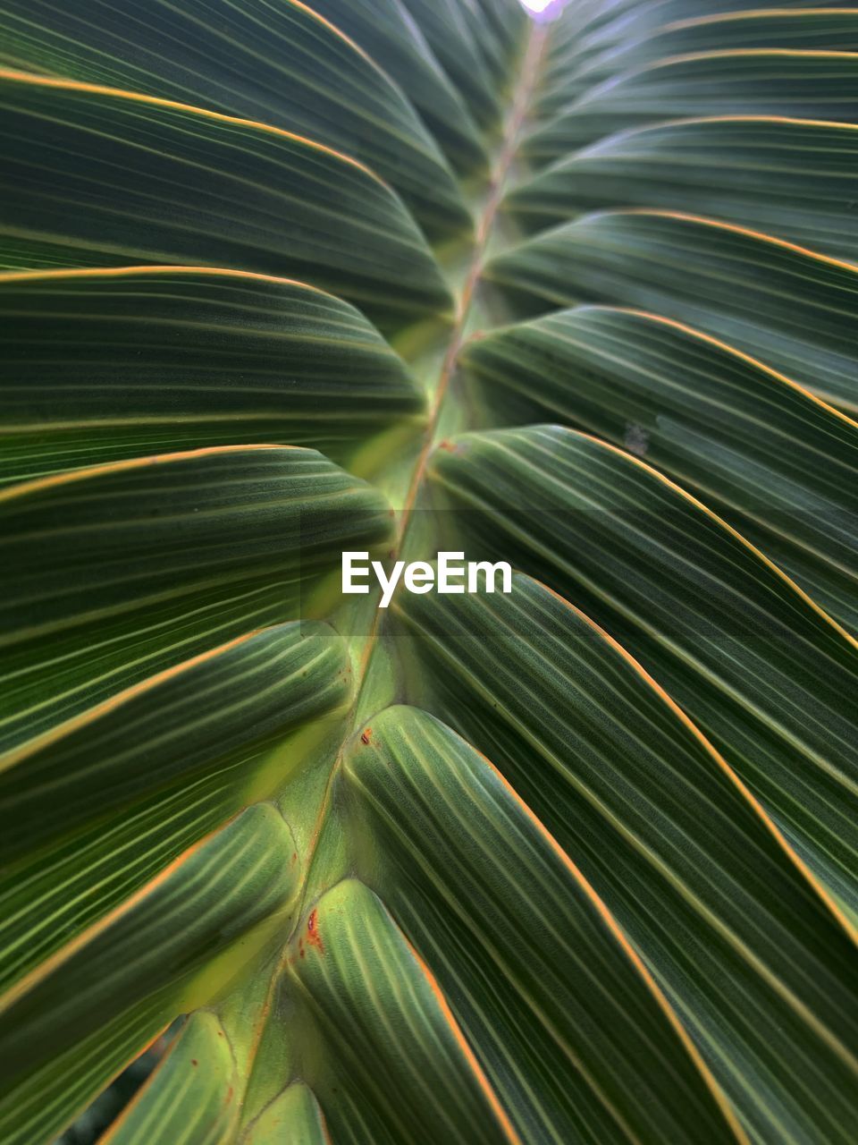 Full frame shot of palm leaves