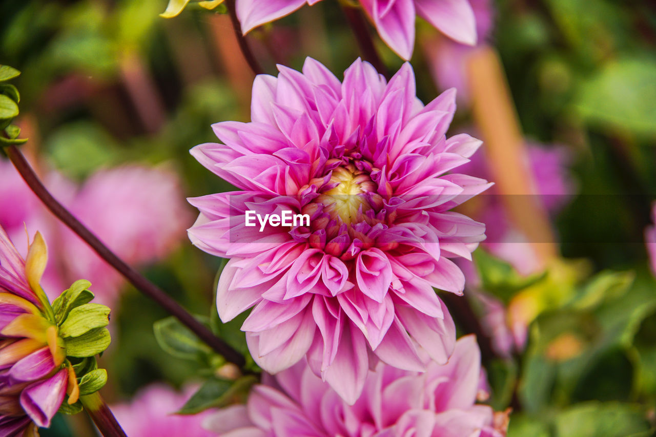 CLOSE-UP OF HONEY BEE ON PINK FLOWERING PLANT