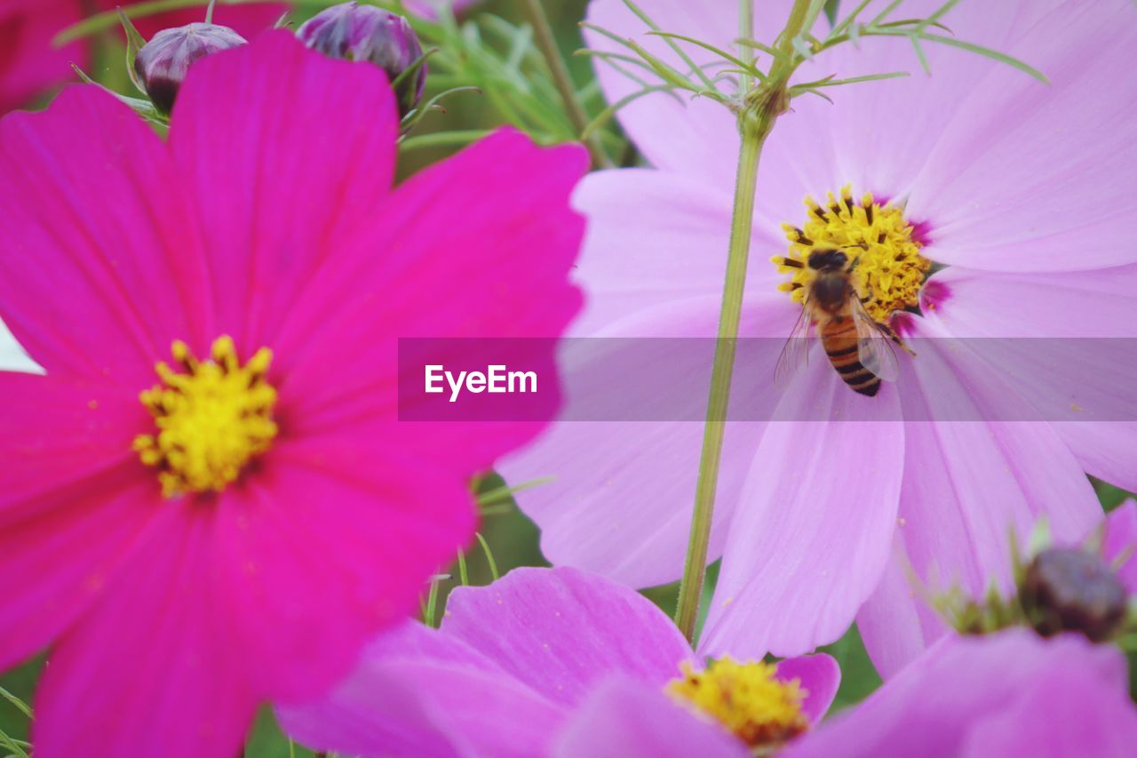 CLOSE-UP OF HONEY BEE ON PINK COSMOS FLOWER