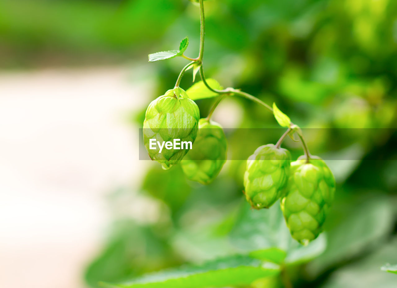 Close-up of  plant hop