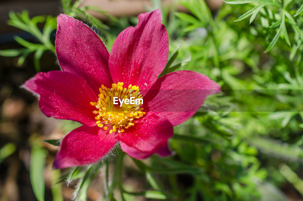 Close-up of pink flower