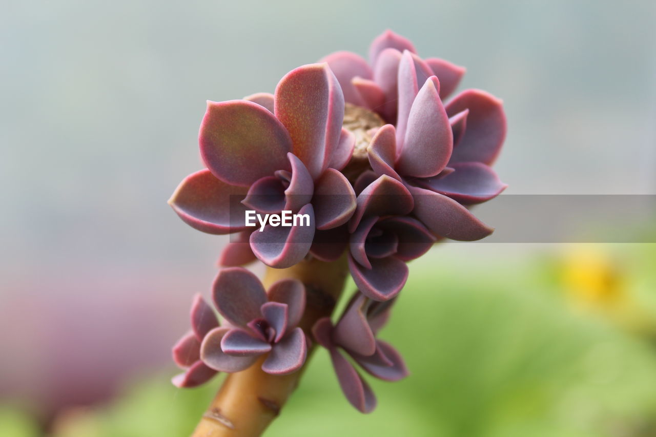 Succulent pups growing from the mother stem