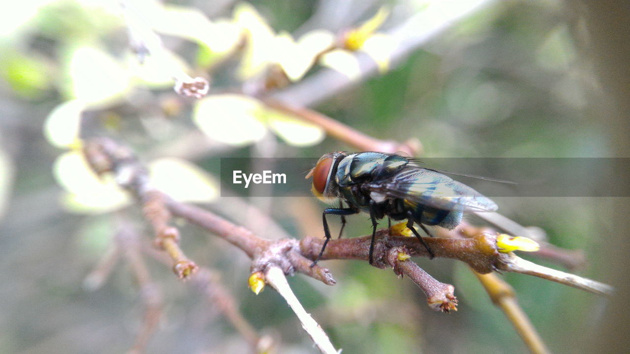 Close-up of fly on flower