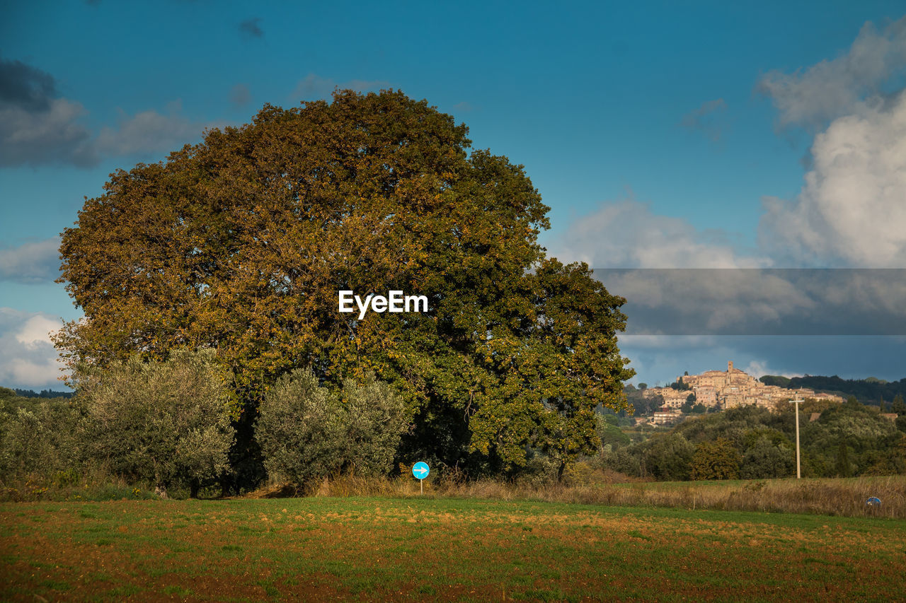 TREE AGAINST SKY