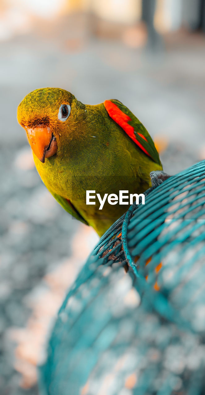 Close-up of parrot perching