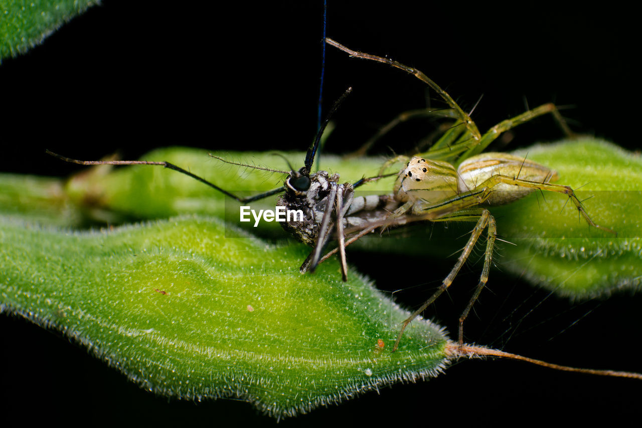 animal themes, insect, animal, animal wildlife, one animal, wildlife, green, macro photography, close-up, leaf, plant part, nature, animal body part, no people, macro, black background, plant, plant stem, zoology, outdoors, animal leg, focus on foreground, animal wing, limb, animal antenna