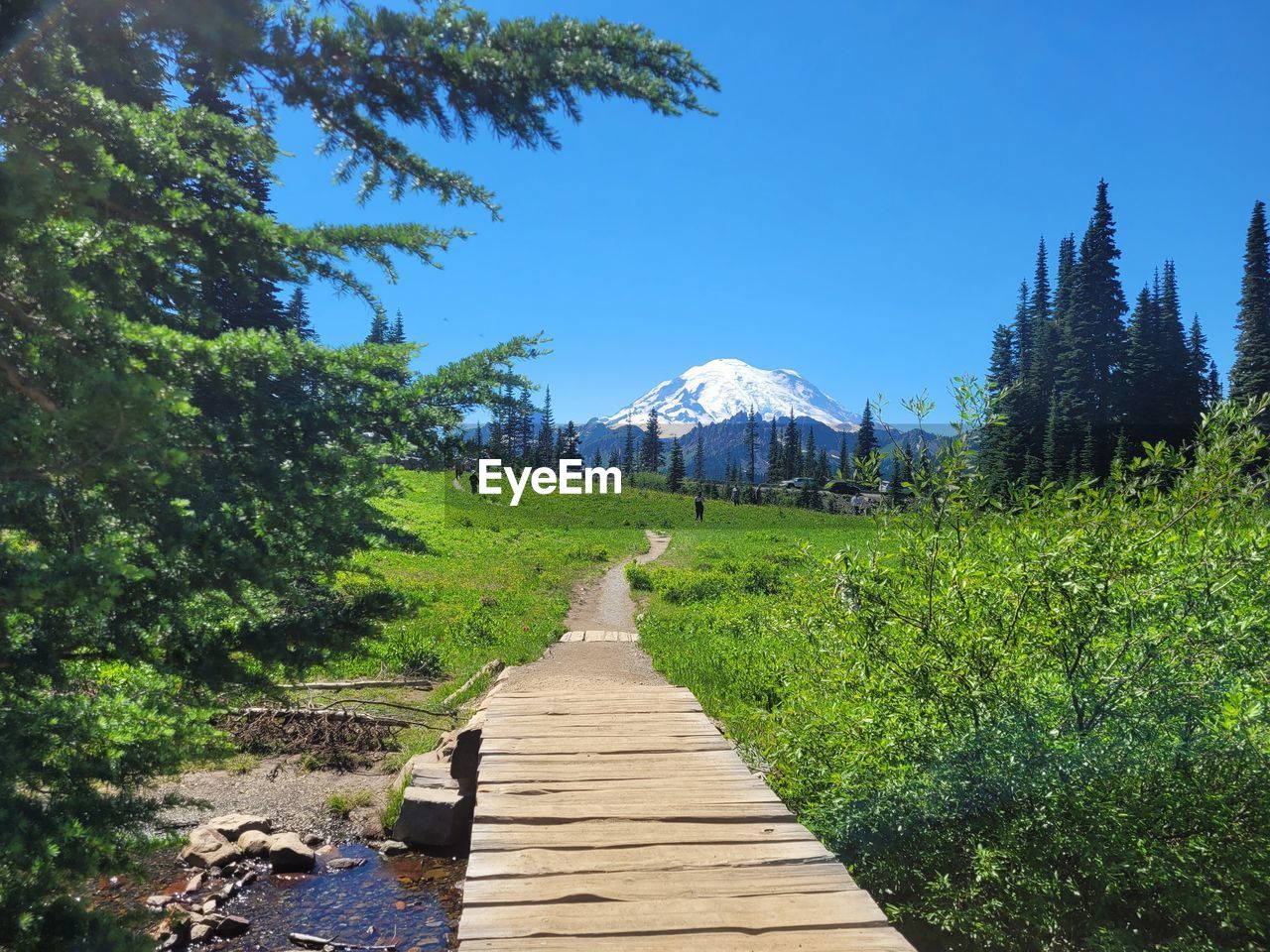 Path across alpine meadow with snowcapped mountain 