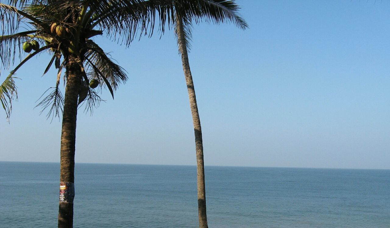 Palm trees in front of sea