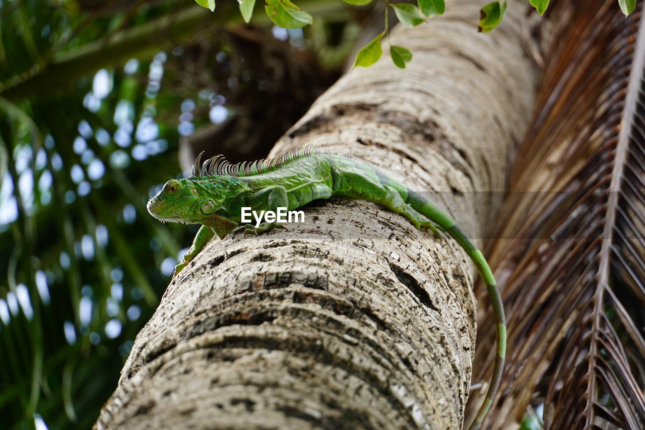 CLOSE-UP OF A LIZARD ON TREE