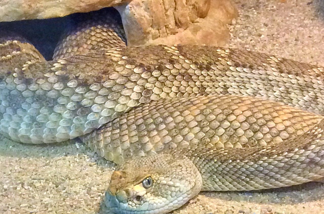 CLOSE-UP OF SNAKE IN ZOO