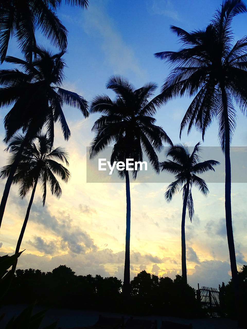 SILHOUETTE PALM TREES AGAINST SKY AT SUNSET