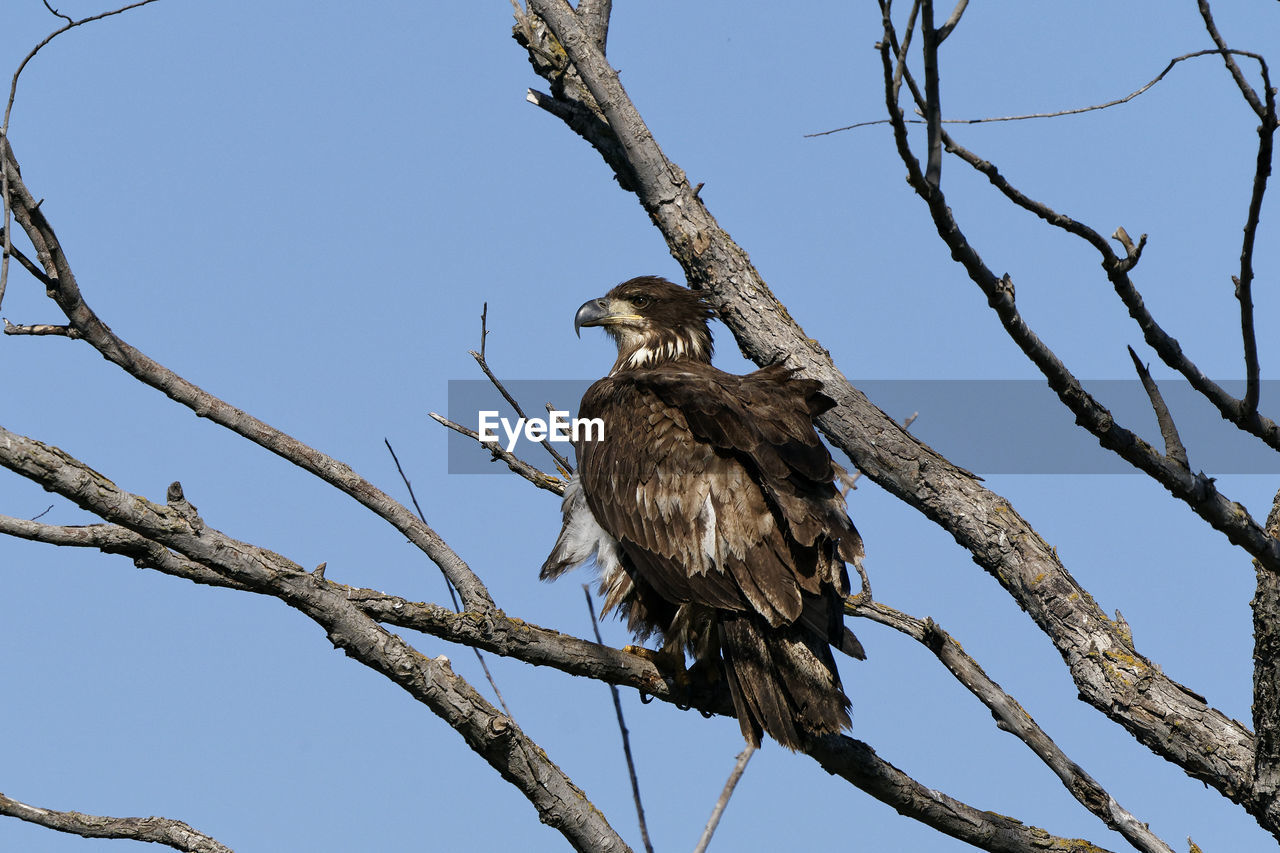 LOW ANGLE VIEW OF EAGLE PERCHING ON BRANCH