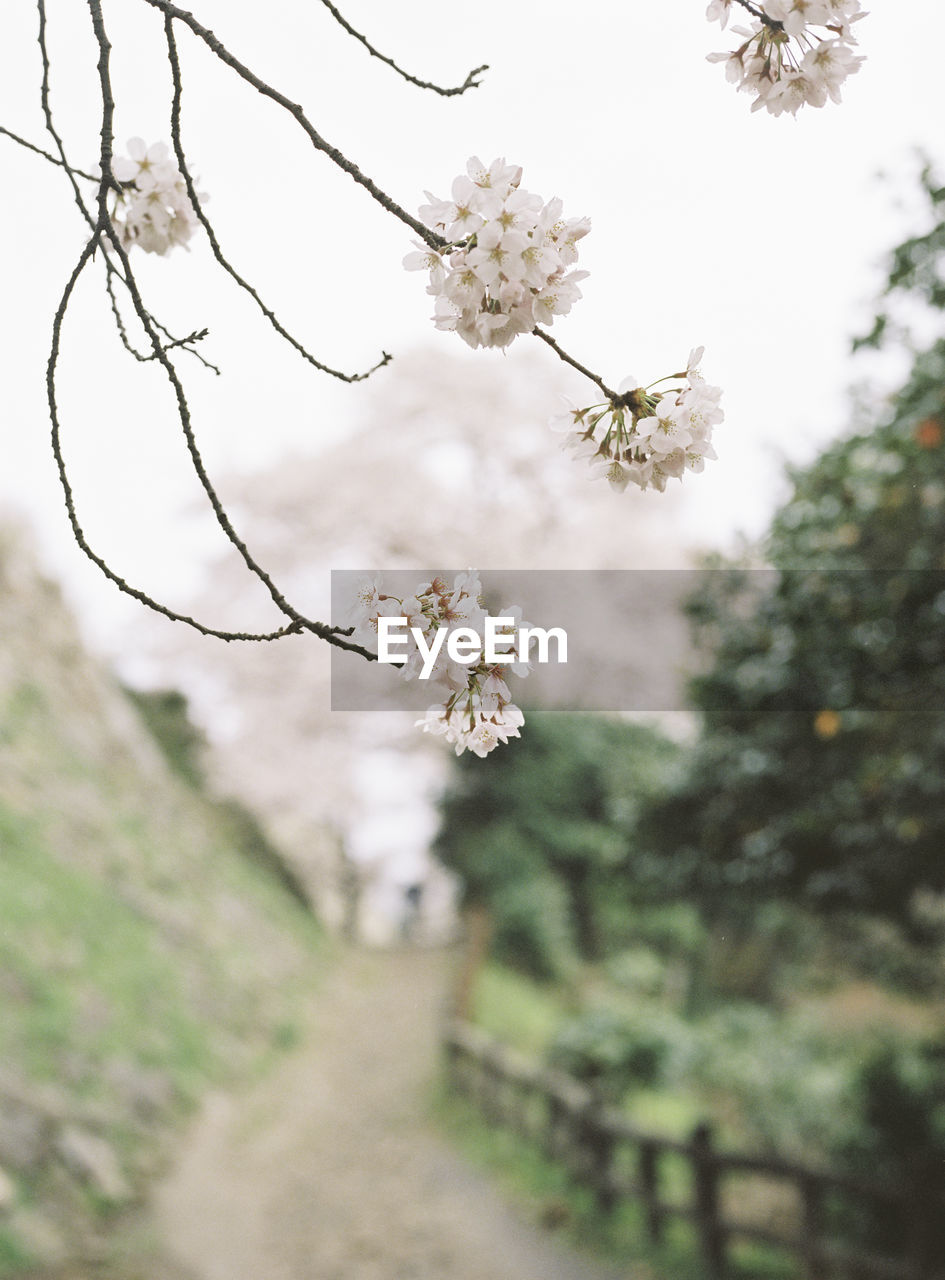 Close-up of white blossoms growing on branches