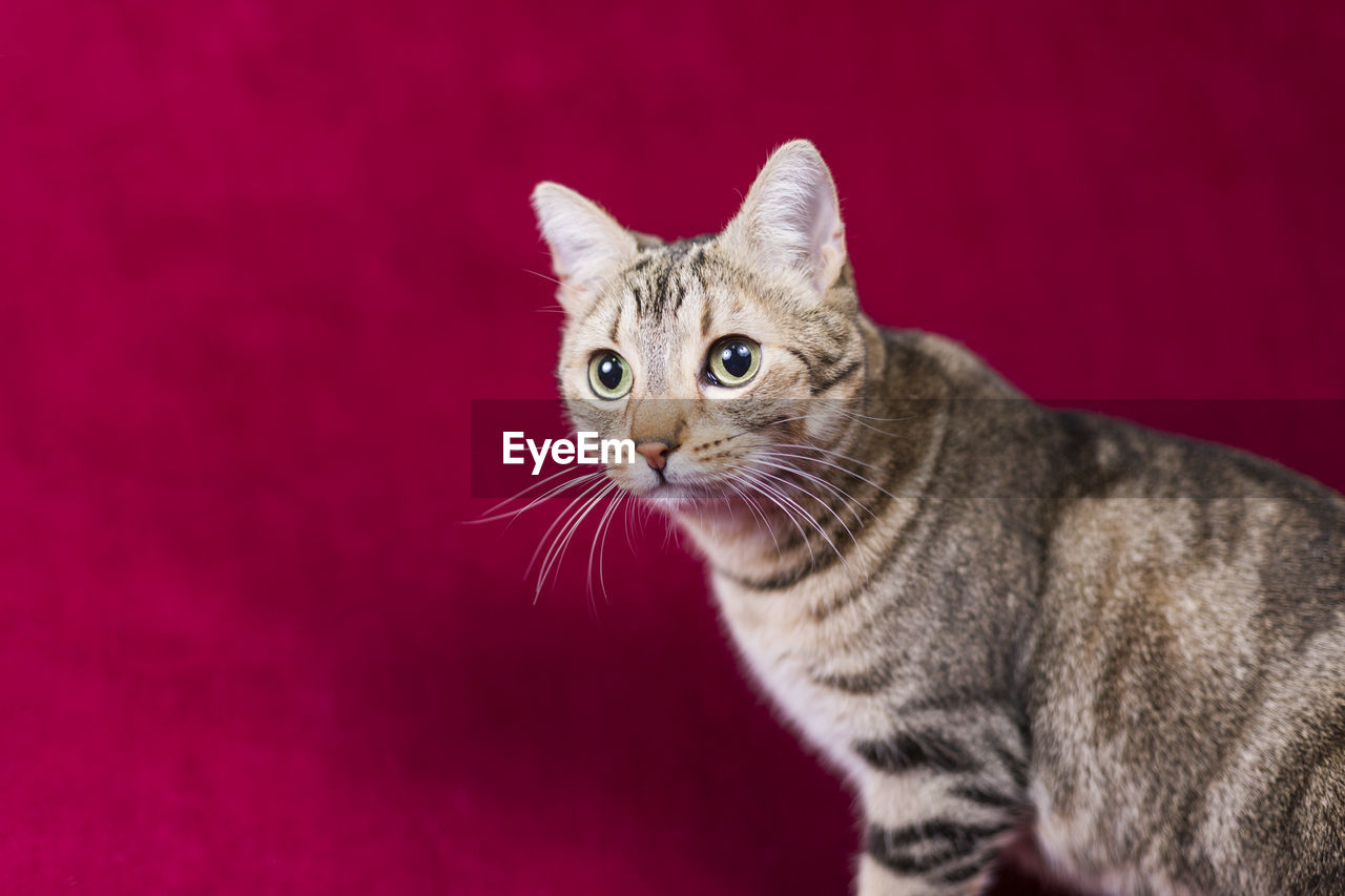 CLOSE-UP PORTRAIT OF TABBY CAT