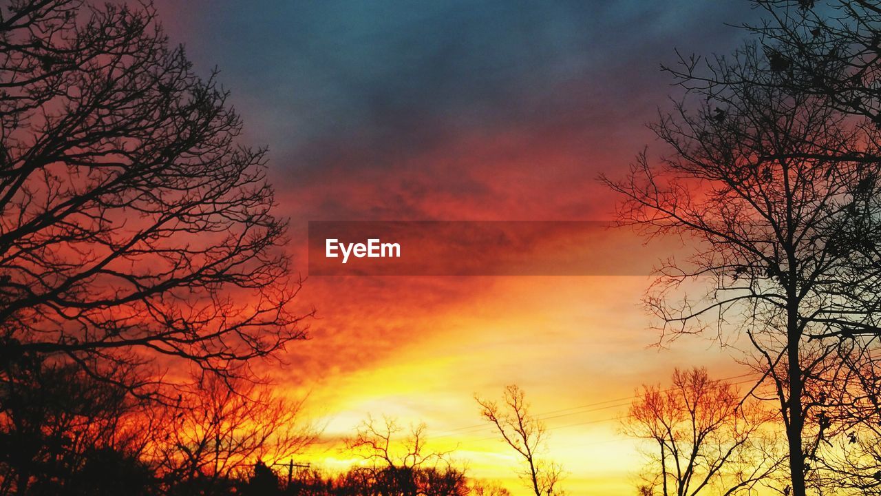 SILHOUETTE OF TREES AGAINST DRAMATIC SKY