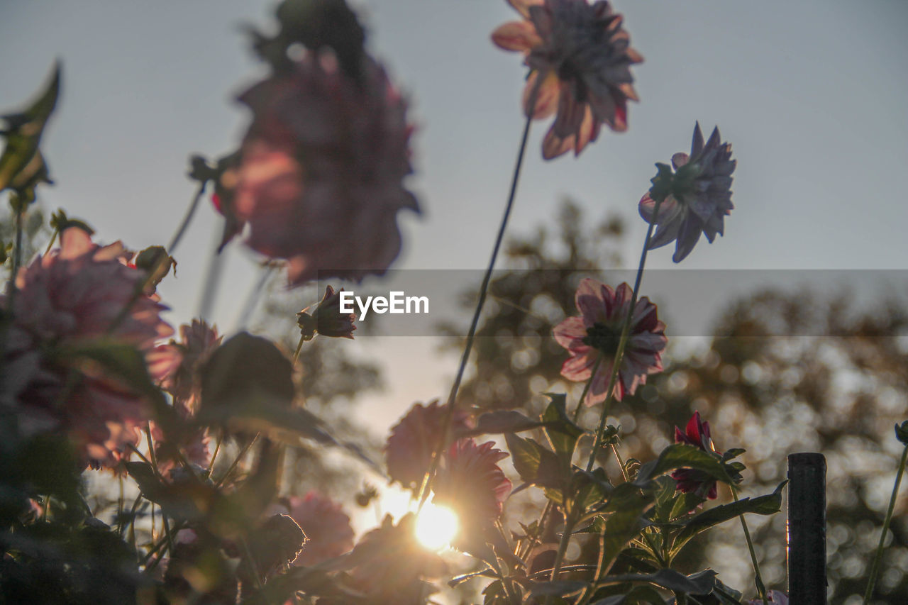 Low angle view of pink flowers against sky