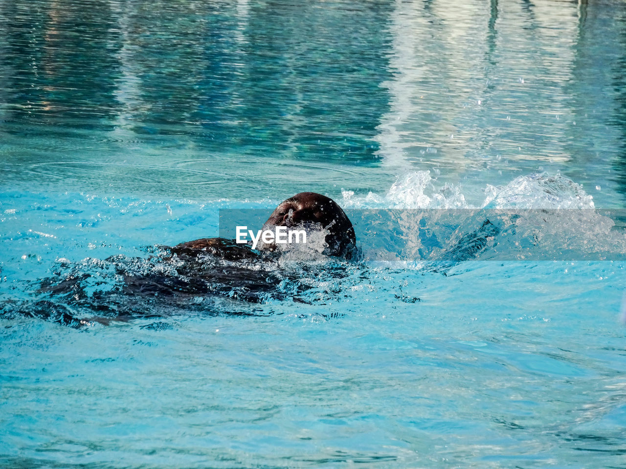 Shirtless man swimming in pool