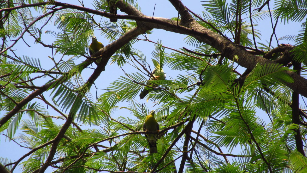 Low angle view of tree