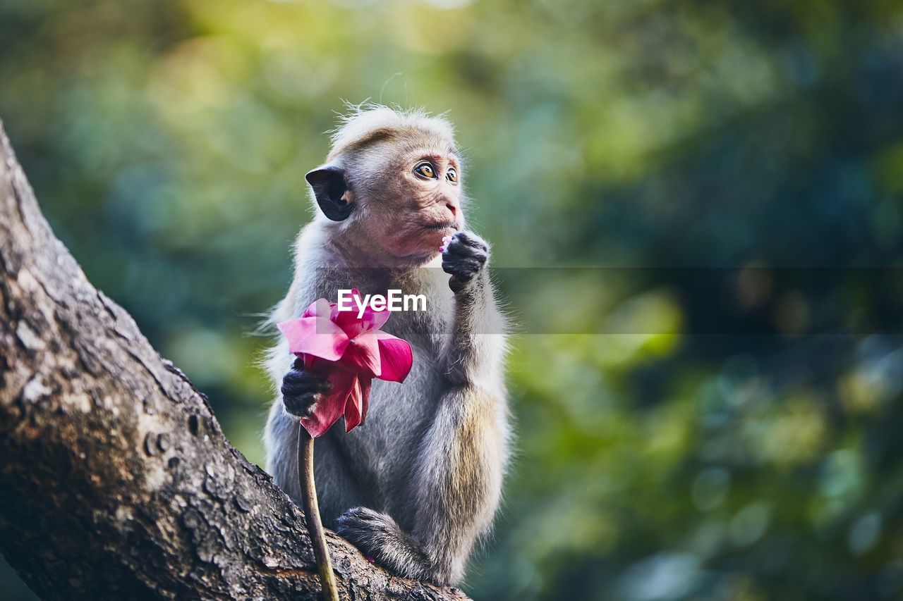 Monkey with flower on tree