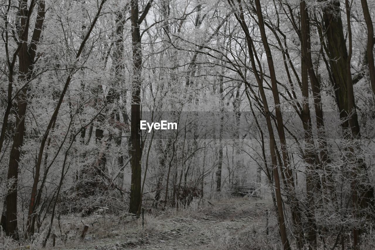 BARE TREES ON LAND IN FOREST