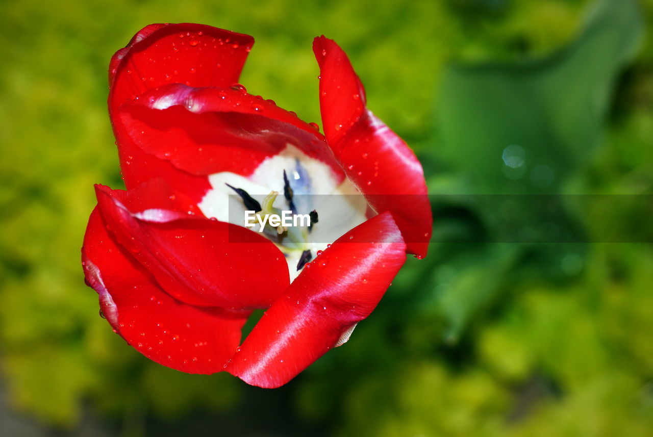 Close-up of red rose flower