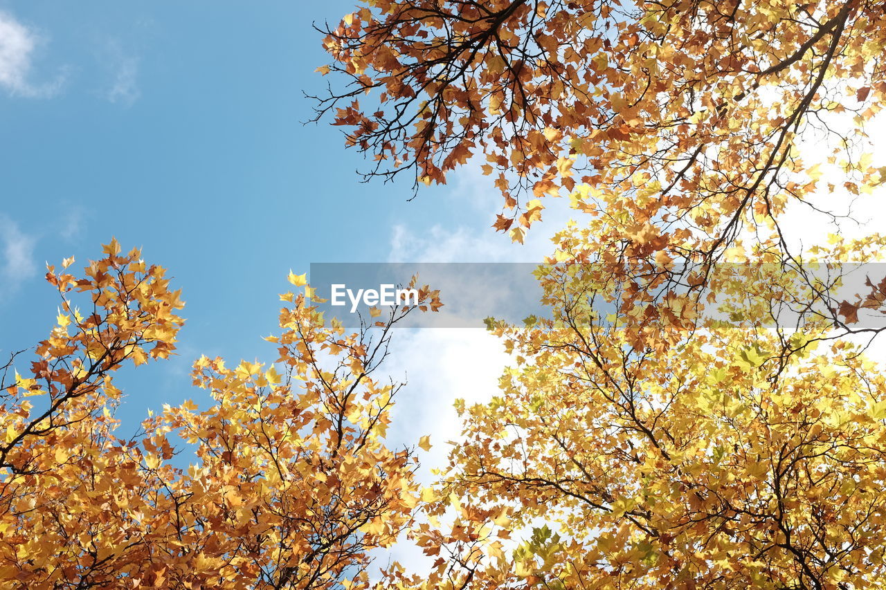 LOW ANGLE VIEW OF TREE AGAINST SKY