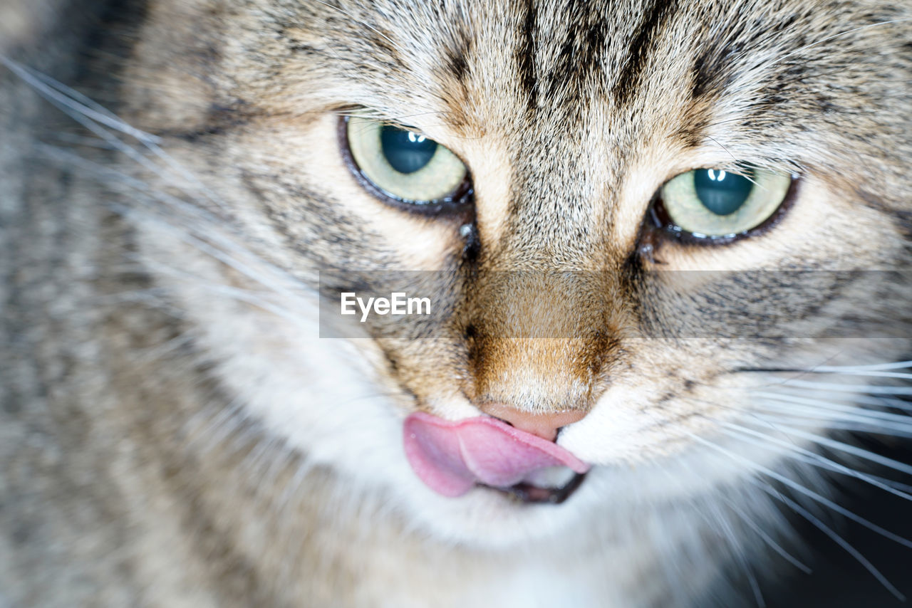 CLOSE-UP PORTRAIT OF CAT WITH EYES