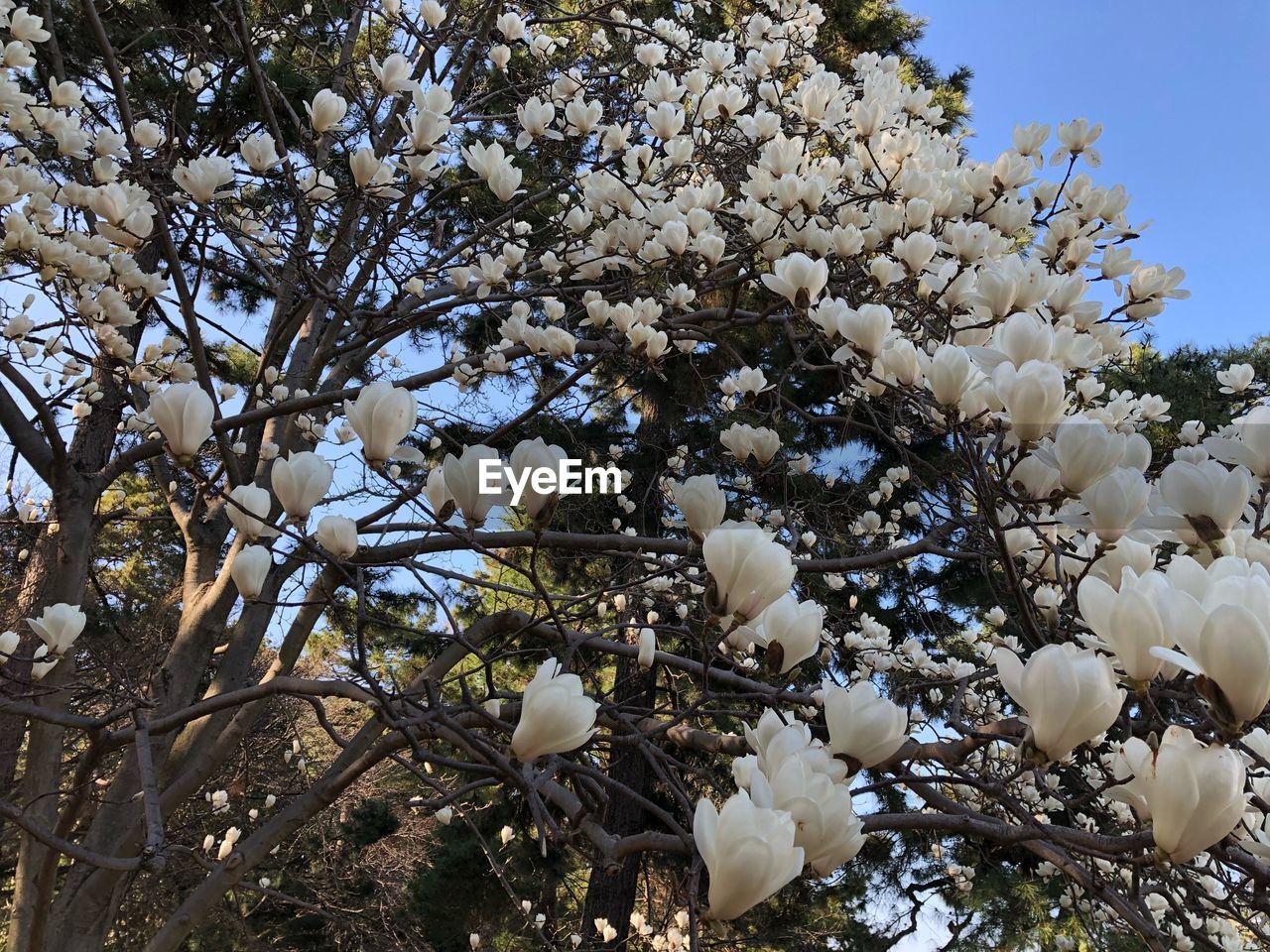 LOW ANGLE VIEW OF APPLE BLOSSOMS IN SPRING