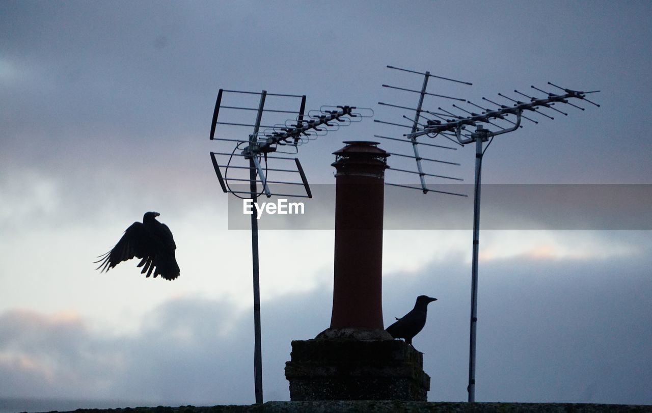 sky, bird, animal themes, animal, nature, cloud, animal wildlife, silhouette, wildlife, architecture, wind, raven, no people, street light, one animal, built structure, outdoors, perching, technology, low angle view, tower
