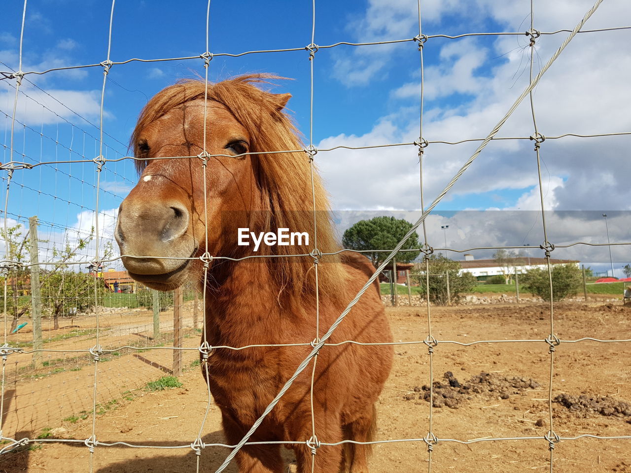 Brown horse in pen against sky