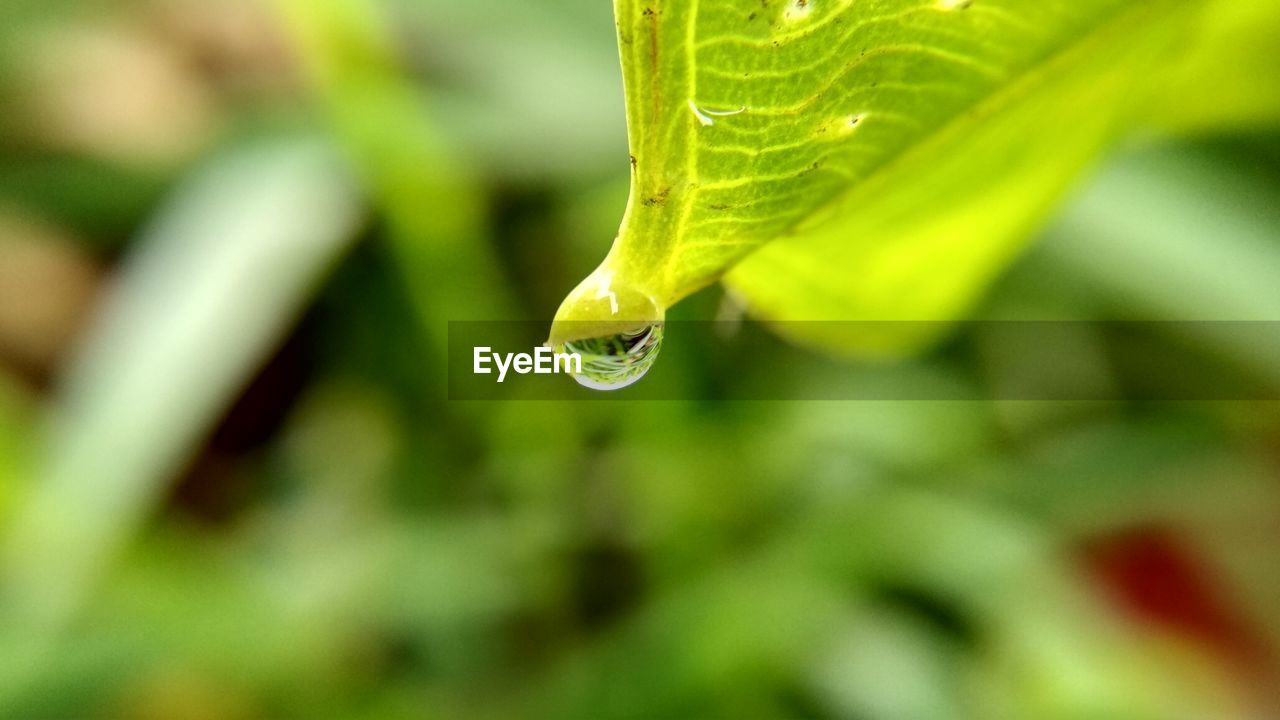 Close-up of water drop on leaf