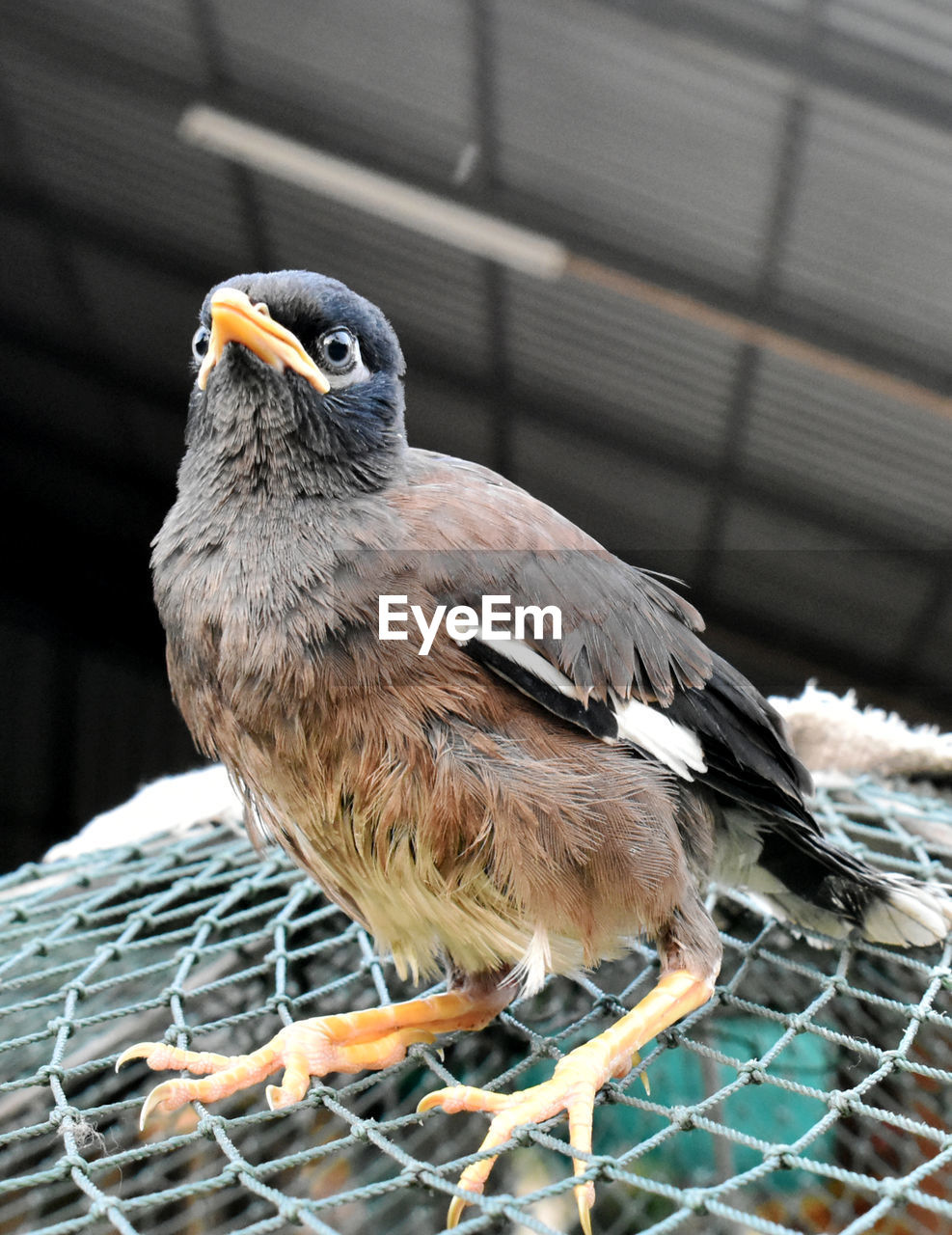 CLOSE-UP OF BIRD PERCHING ON CAGE