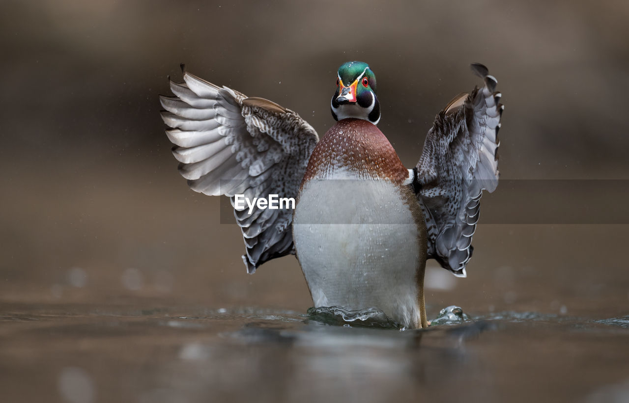 Close-up of bird swimming on lake