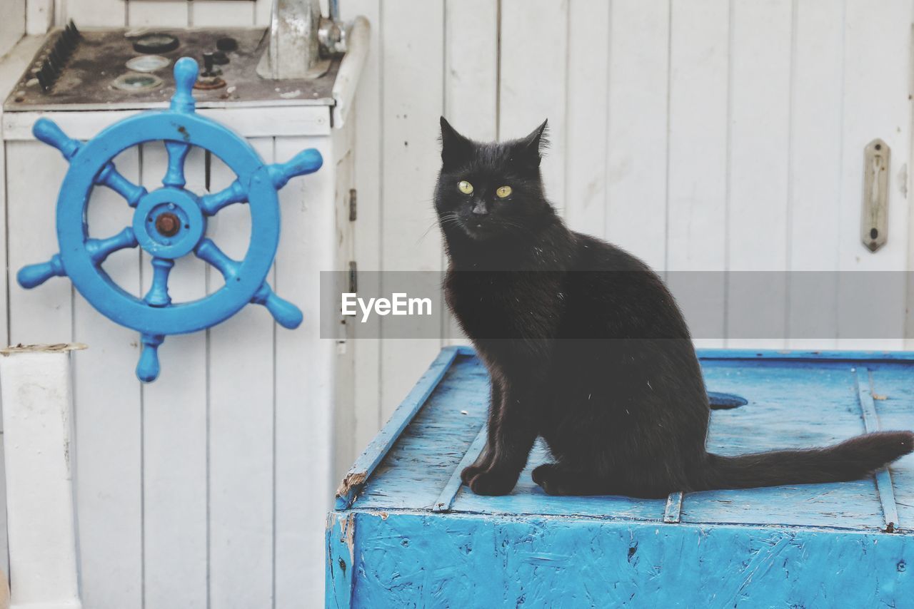 PORTRAIT OF A BLACK CAT SITTING ON METAL WALL