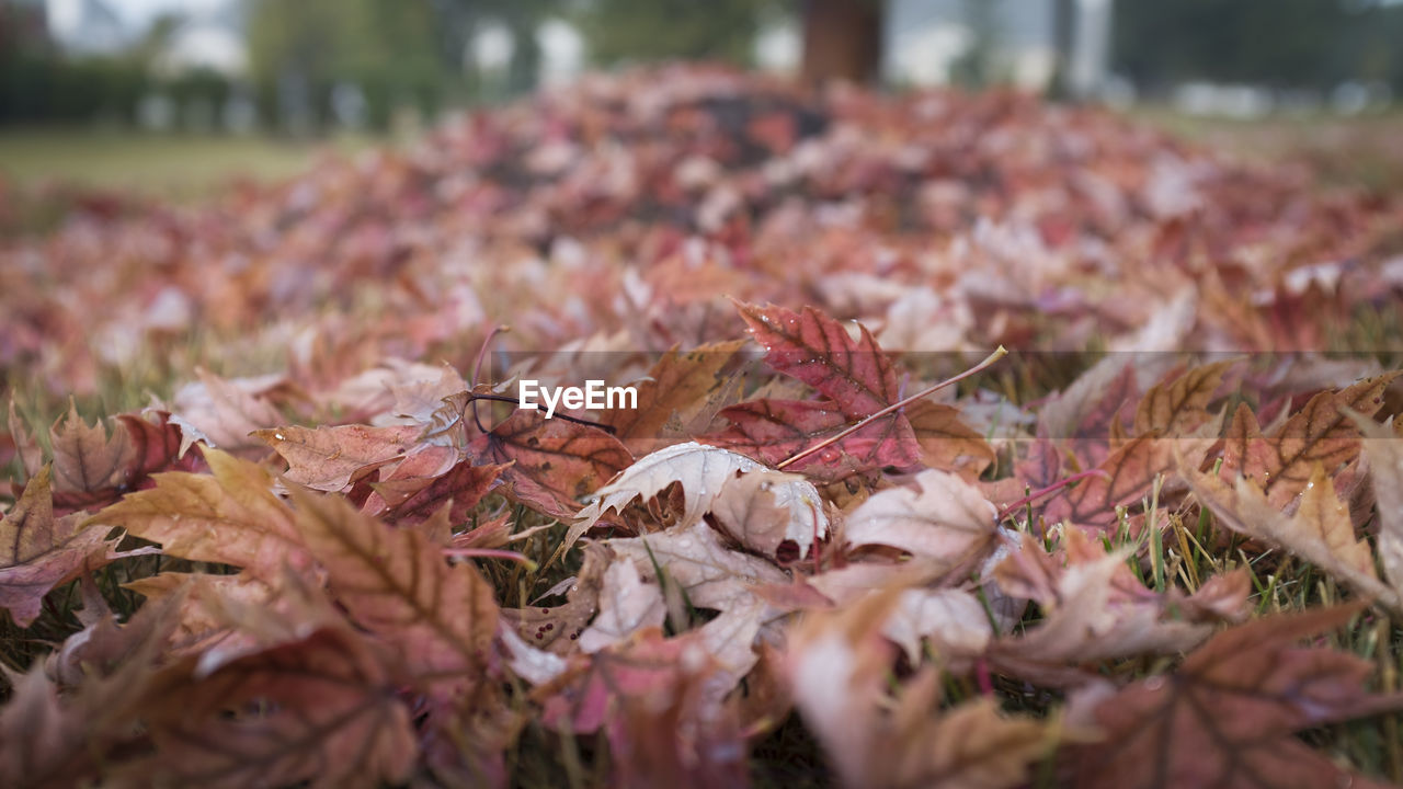 CLOSE-UP OF DRY MAPLE LEAVES FALLEN ON AUTUMN