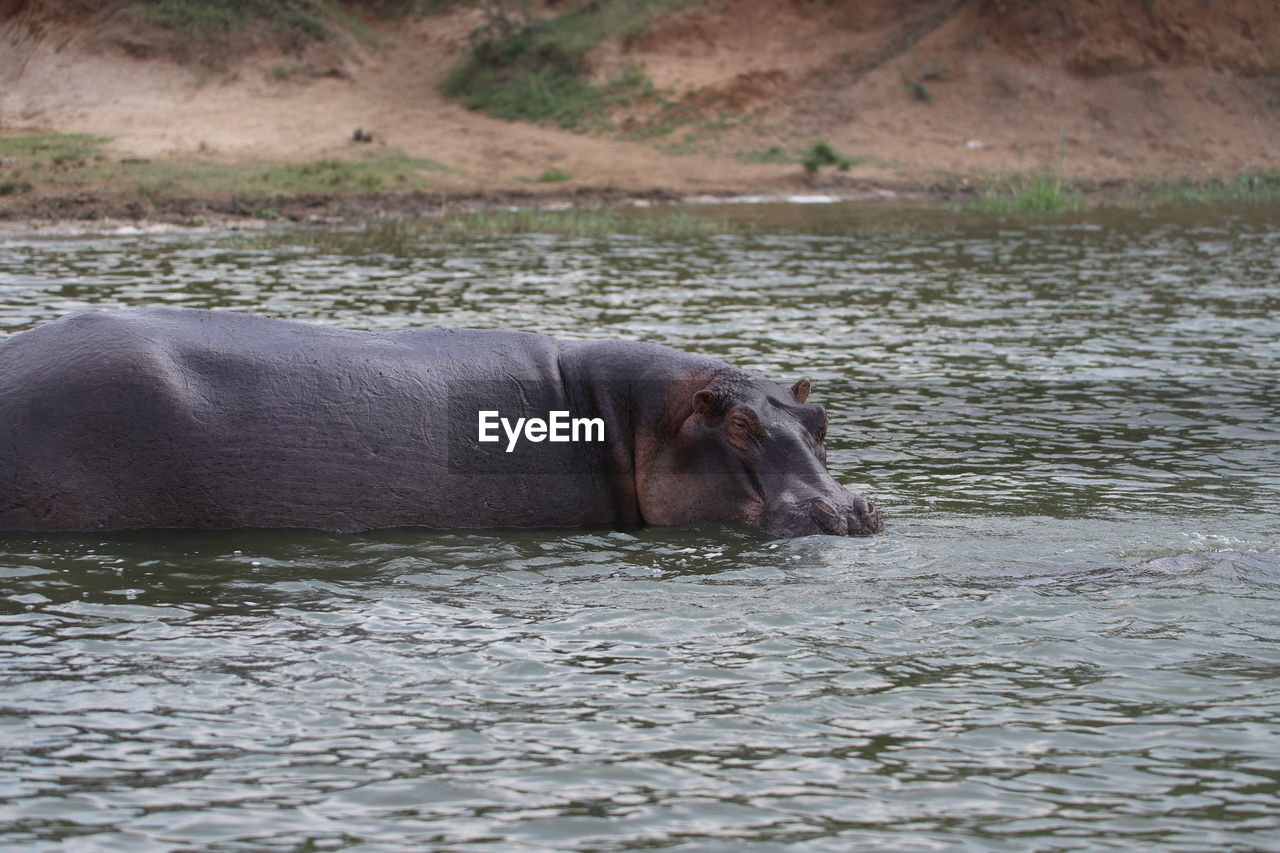 Hippopotamus in a river