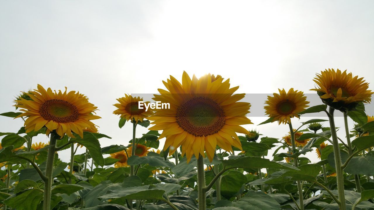 Low angle view of sunflowers growing against sky