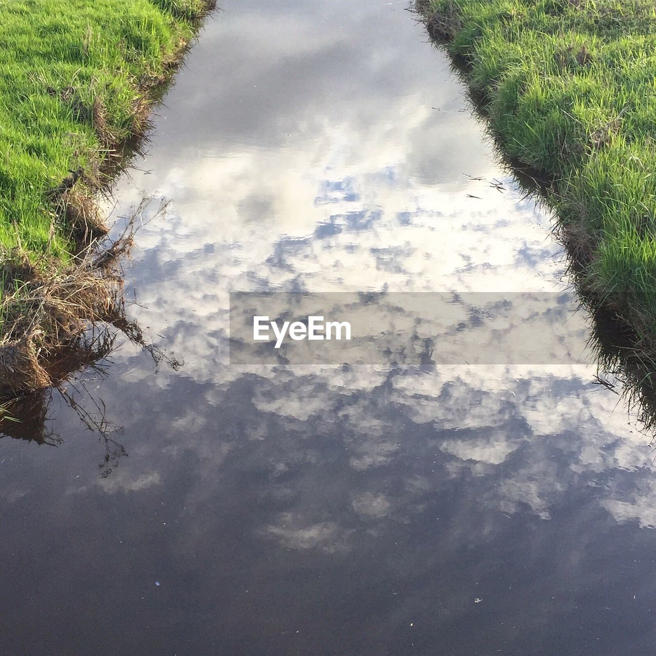 REFLECTION OF TREE IN WATER