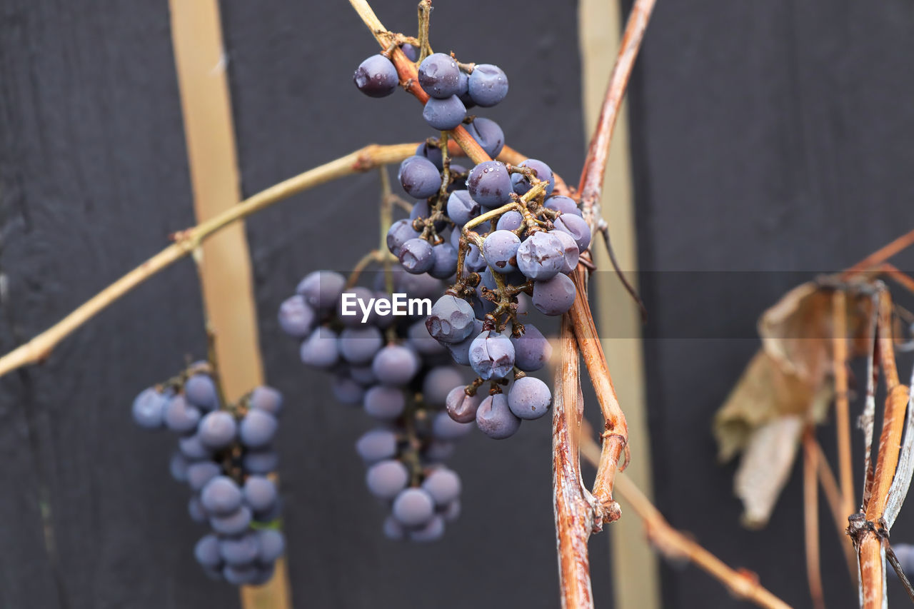 Ripe ice grapes on a bare vine