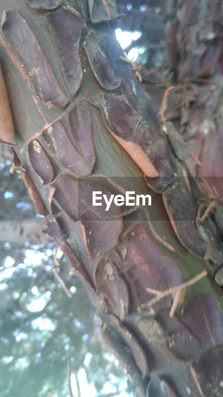 LOW ANGLE VIEW OF LEAVES ON TREE