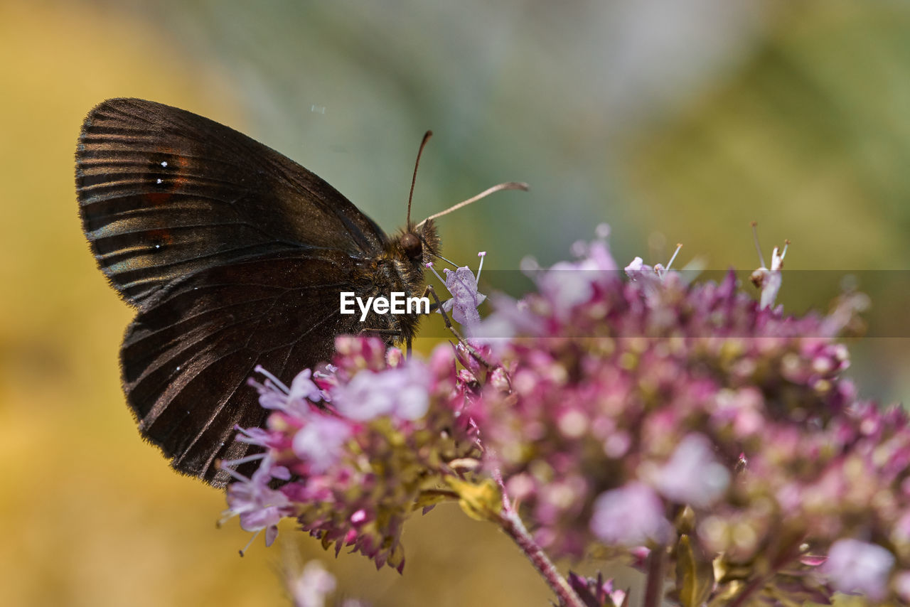 Close-up of butterfly pollinating on flower