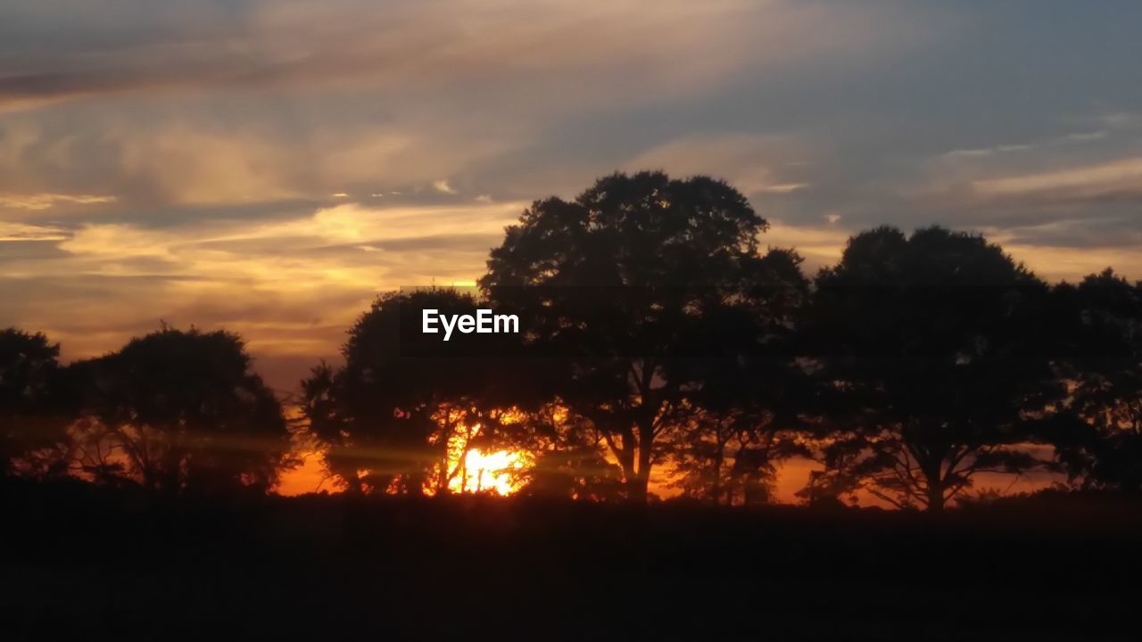 Silhouette trees in forest against sky at sunset