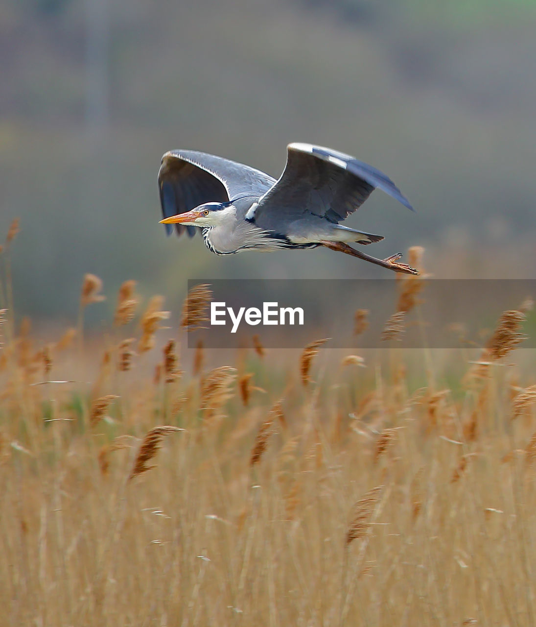 Heron flying over field
