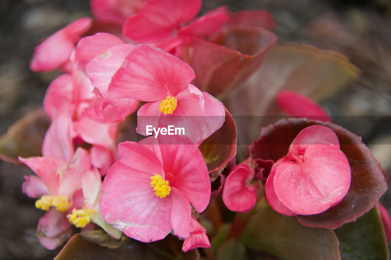 Close-up of pink flowering plant