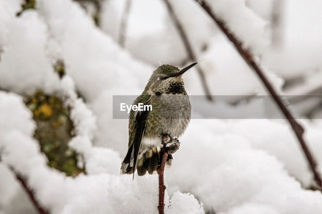 Close-up of hummingbird against blurred snow background
