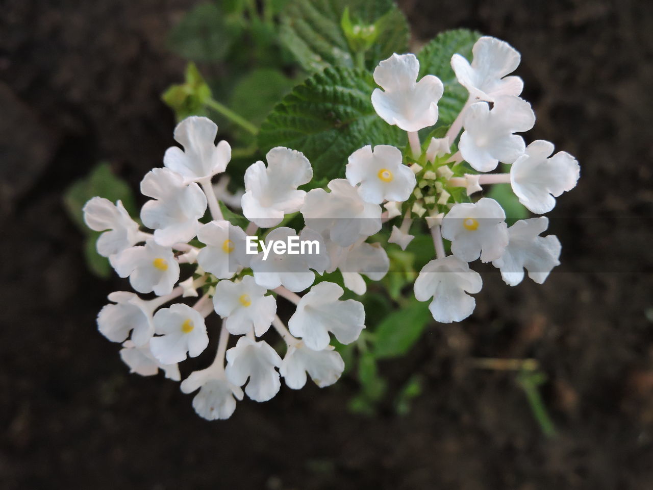 CLOSE-UP OF WHITE BLOSSOM