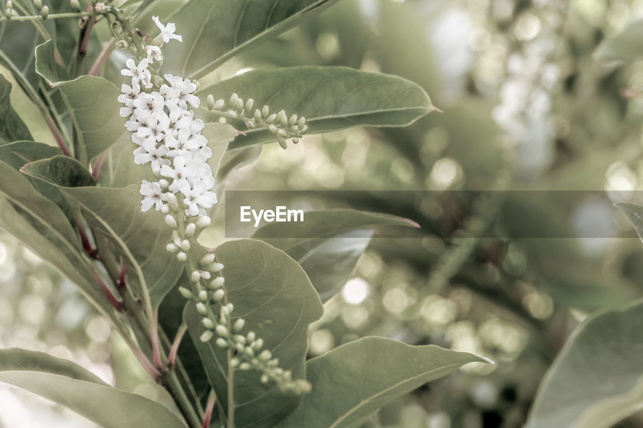 Close-up of white flowering plant