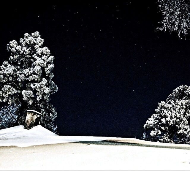 LOW ANGLE VIEW OF TREES AGAINST SKY