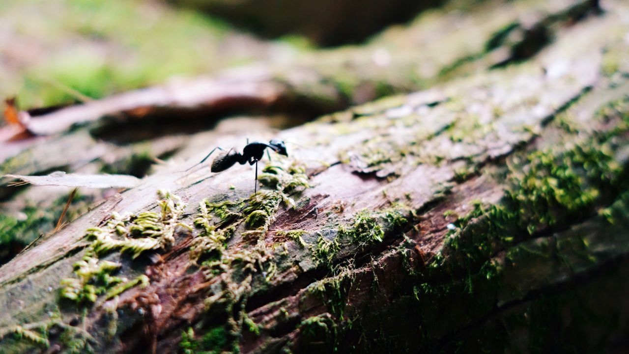 Ant on moss covered wood