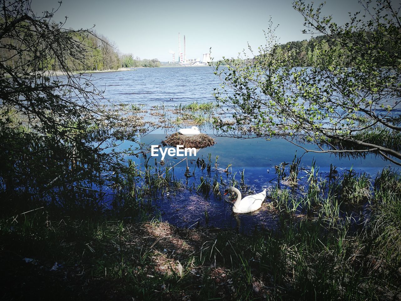 SCENIC VIEW OF LAKE AGAINST TREES